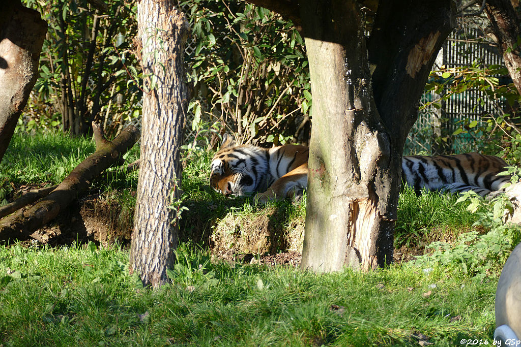 Amurtiger (Sibirischer Tiger, Mandschu-Tiger)