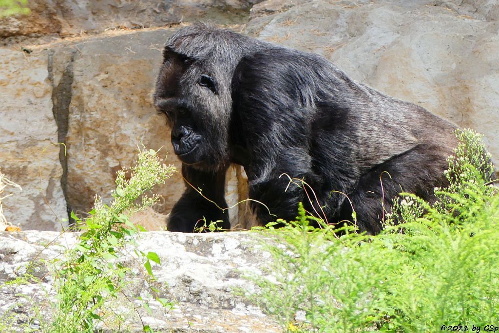 Flachlandgorilla FATOU (64 J.)