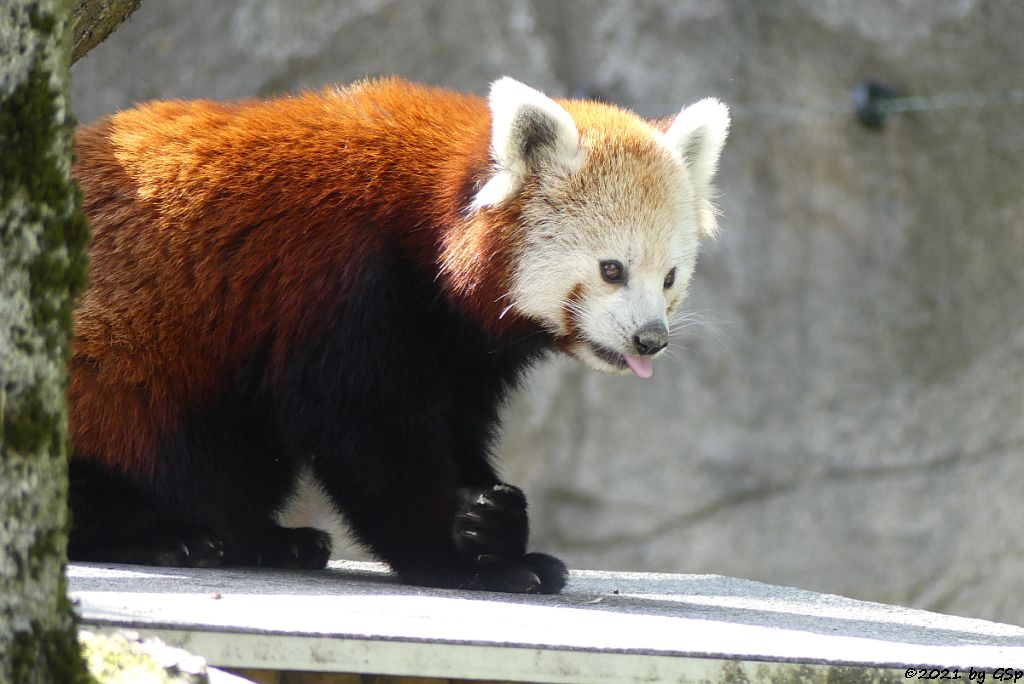 Westlicher Kleiner Panda (Westlicher Katzenbär, Nepalesischer Roter Panda)