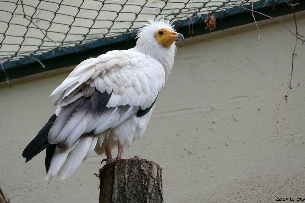 Westlicher Schmutzgeier