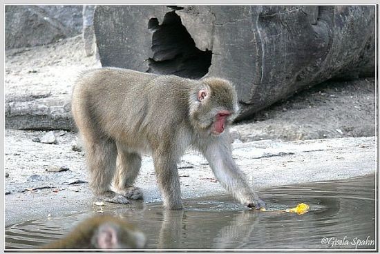 Japan- (Rotgesichts-)makak