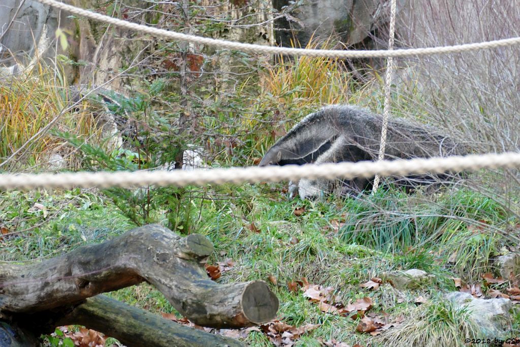 Großer Ameisenbär