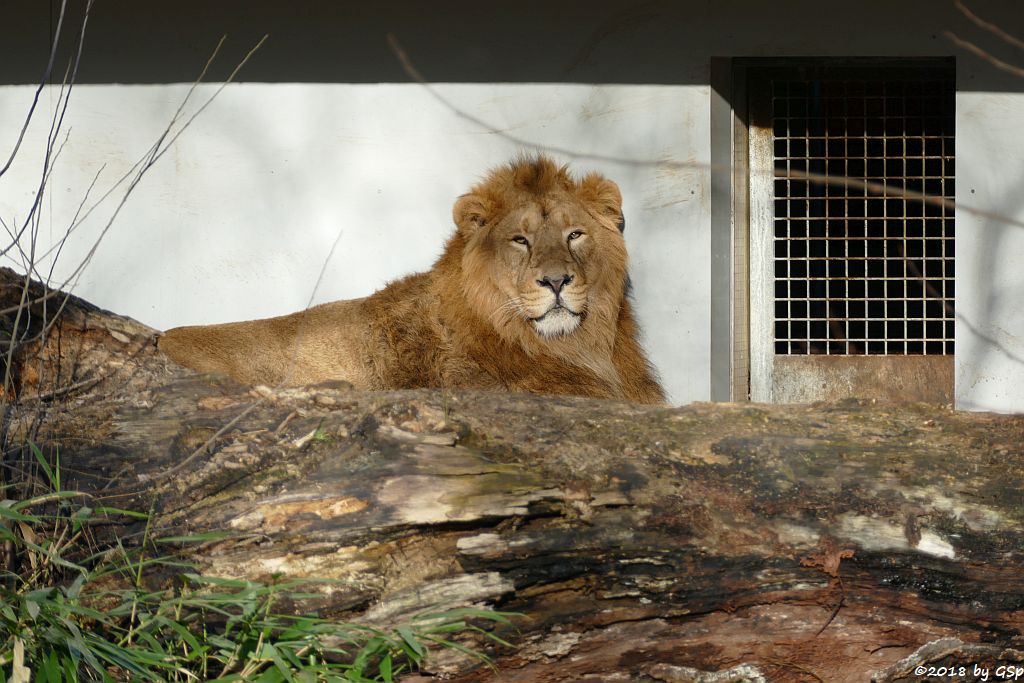 Asiatischer Löwe