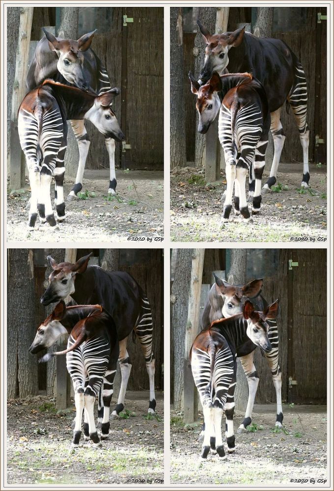 Okapi ZAWADI mit Sohn THABO, geb. 19.1.10