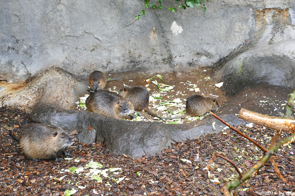 Nutria (Biberratte, Sumpfbiber)