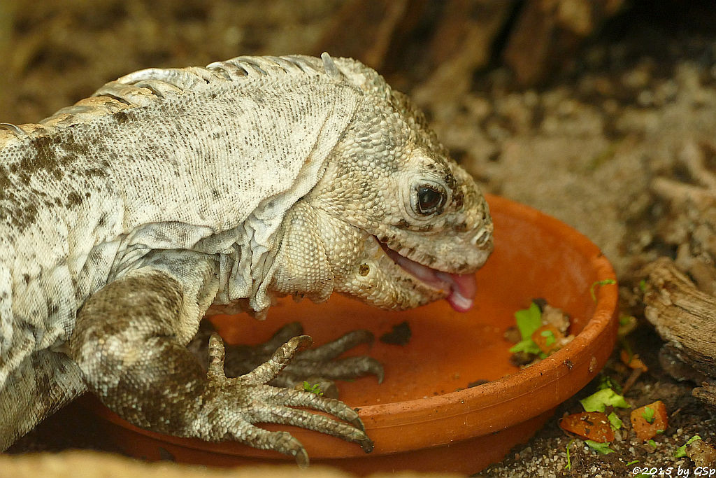 Utila-Leguan