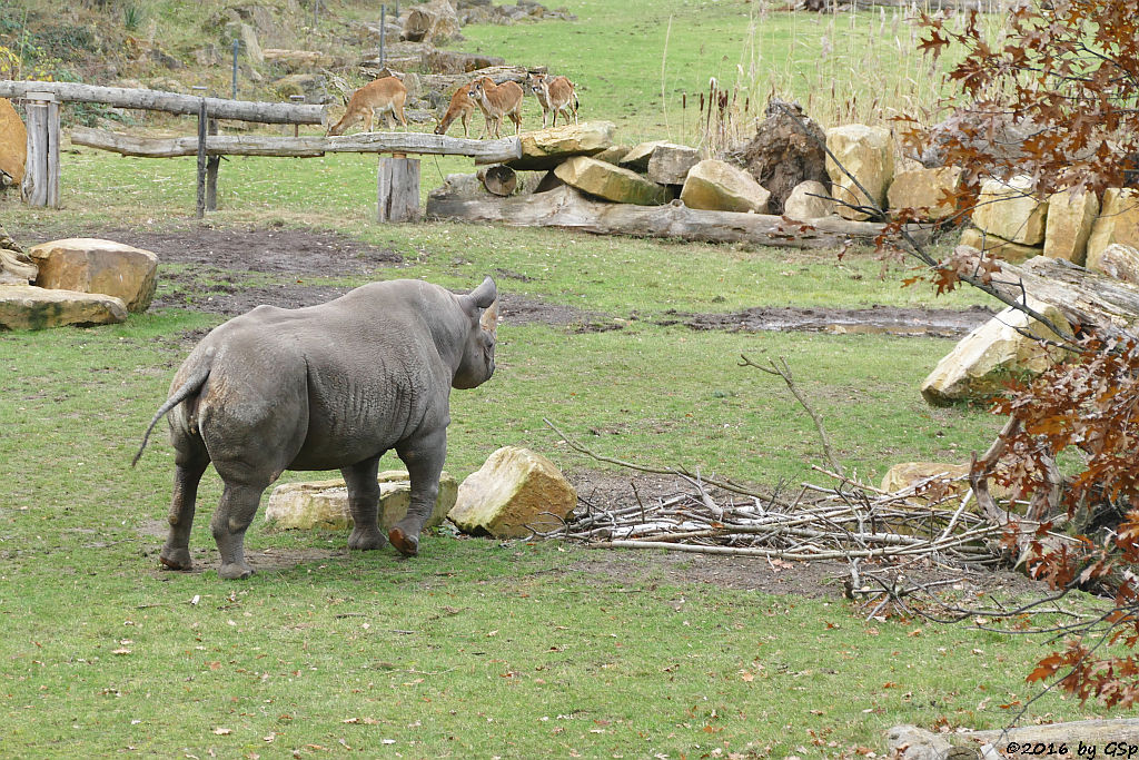 Ostafrikanisches Spitzmaulnashorn (Östliches Spitzmaulnashorn), Weißnacken-Moorantilope (Mrs. Grays Was