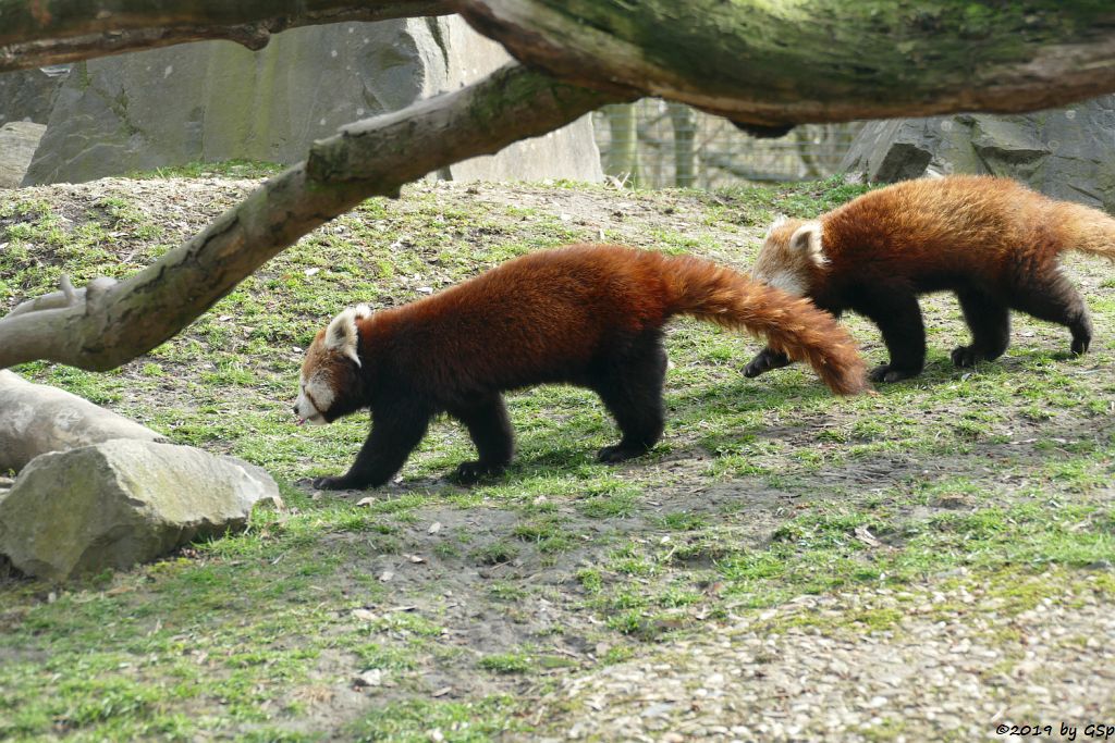 Westlicher Kleiner Panda (Westlicher Katzenbär, Nepalisischer Roter Panda)