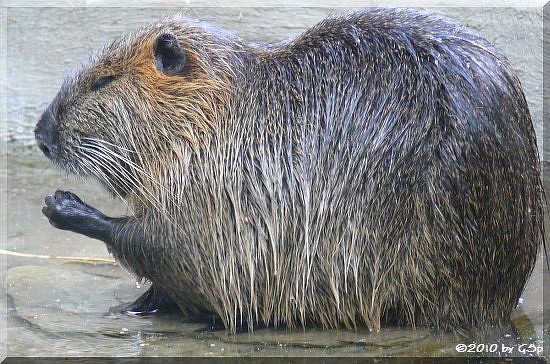 Nutria (Biberratte)