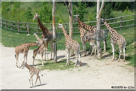 Rothschild-Giraffe