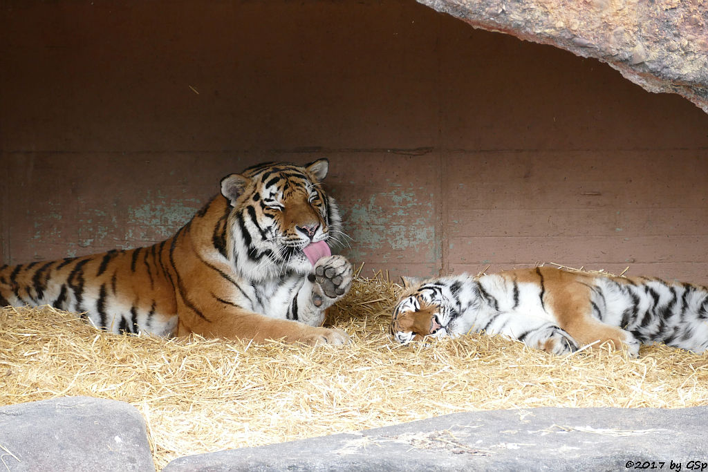 Amurtiger (Sibirischer Tiger, Mandschu-Tiger) JEGOR und AHIMSA