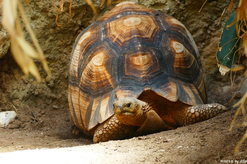 Madagassische Schnabelbrustschildkröte