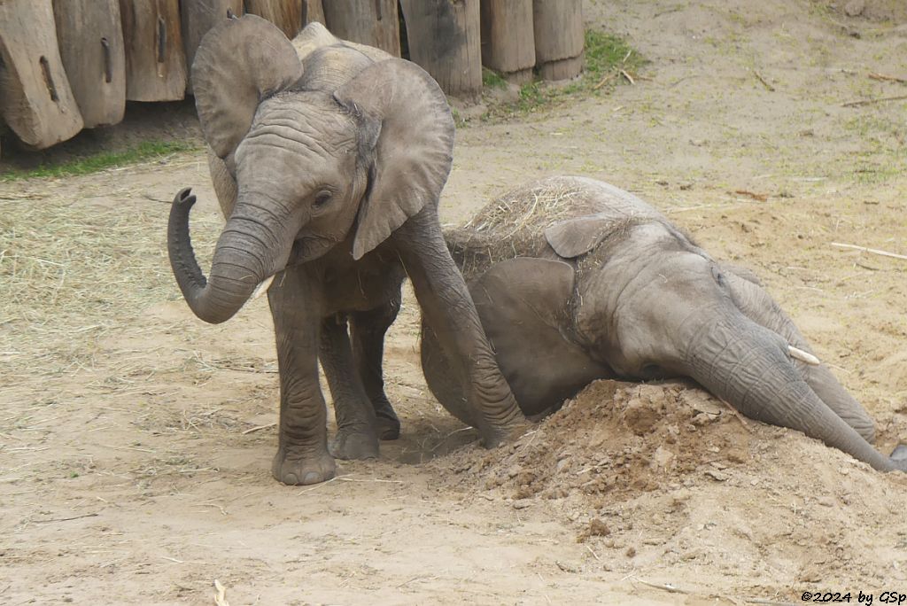 Elefanten Zoo Halle: ELANI, TAMIKA