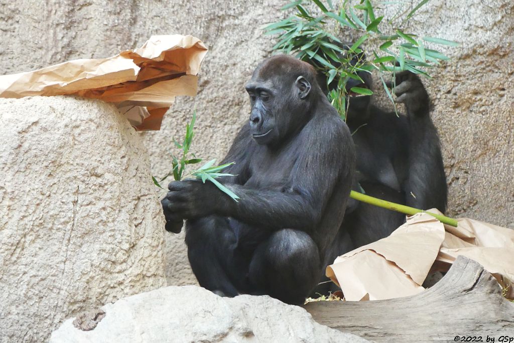 Westlicher Flachlandgorilla