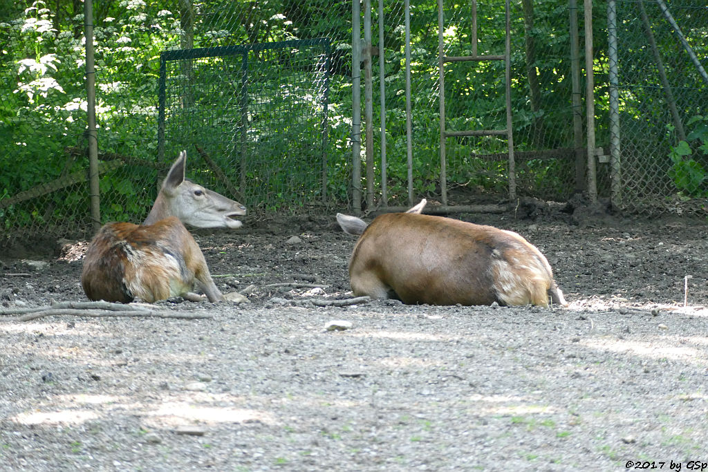 Mitteleuropäischer Rothirsch