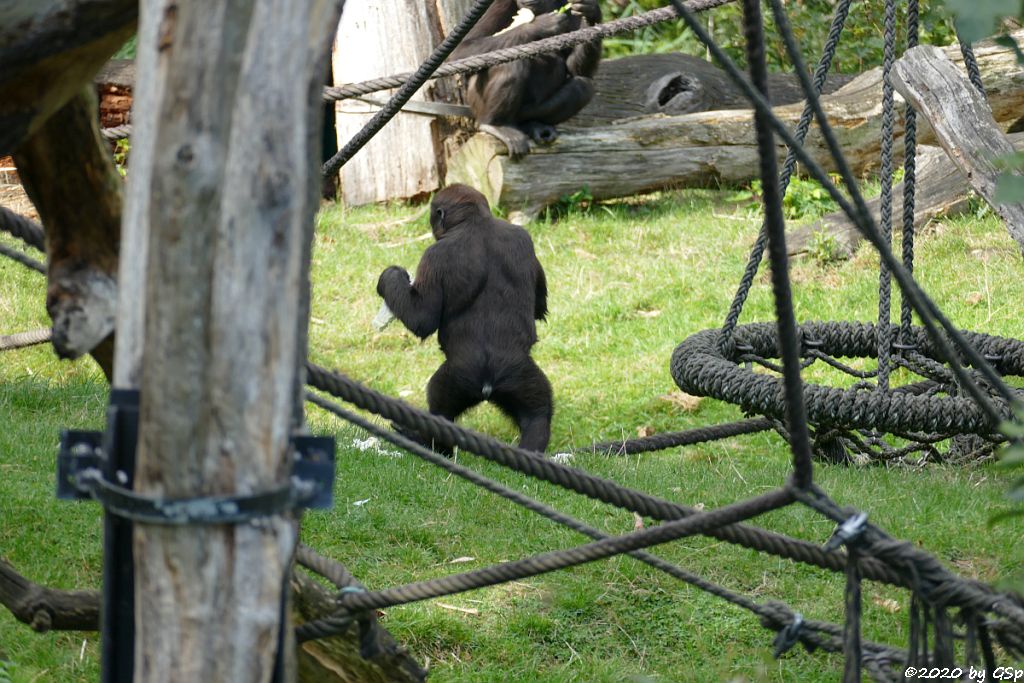 Westlicher Flachlandgorilla