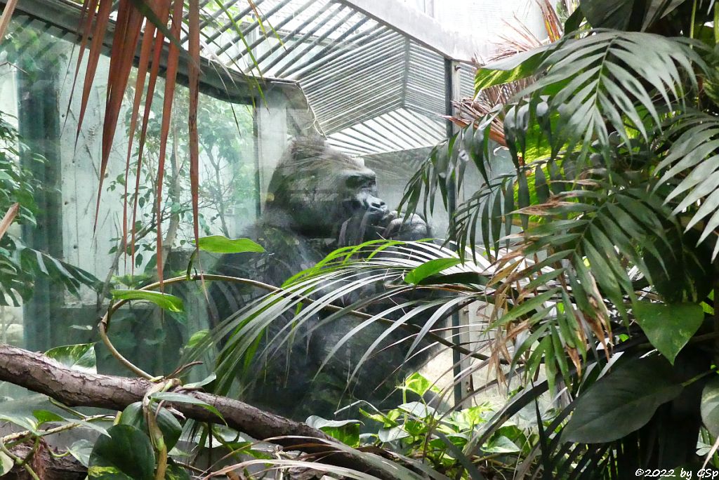 Westlicher Flachlandgorilla (Westlicher Gorilla)