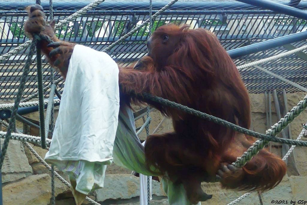 Sumatra-Orang-Utan