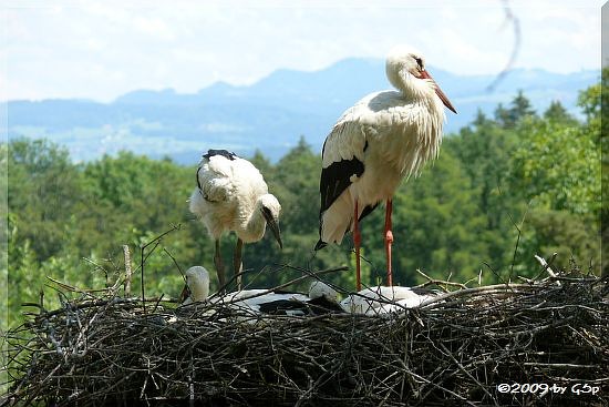 Weißstorch