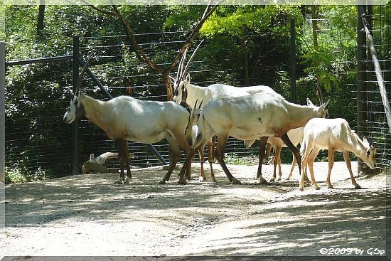 Arabische Oryx