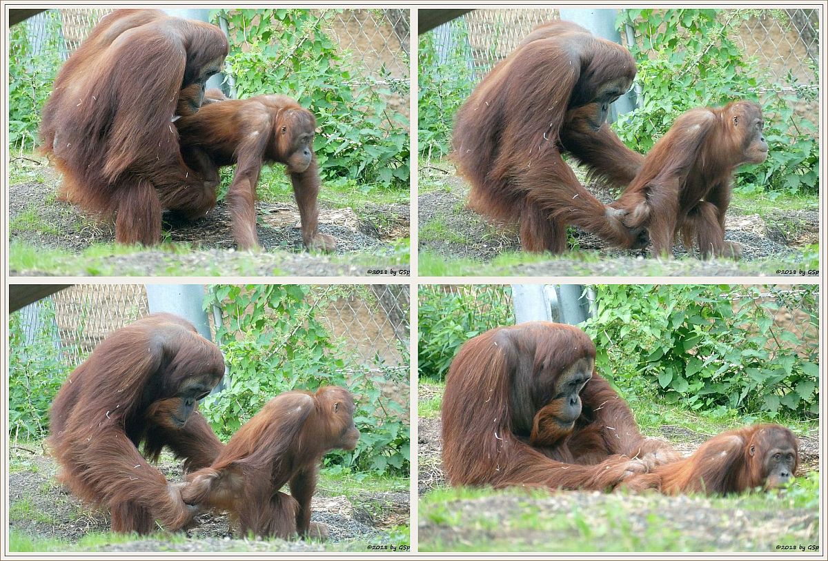 Sumatra-Orang-Utan KEMBALI und INDAH