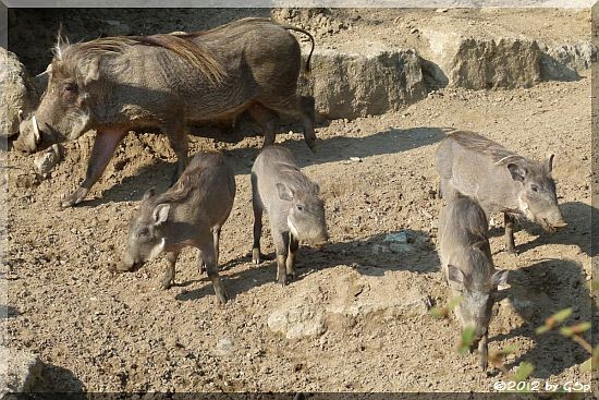 Warzenschwein mit Jungtieren, geb. 12.12.11