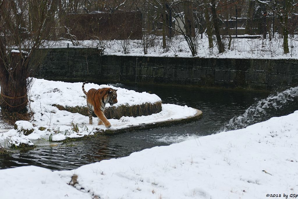 Amurtiger (Sibirischer Tiger, Mandschu-Tiger) JEGOR