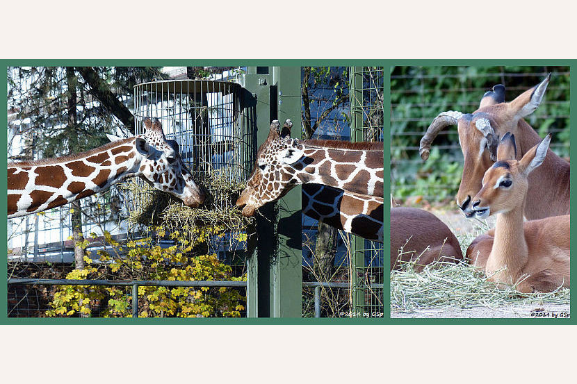 Netzgiraffen und Impalas - 78 Fotos