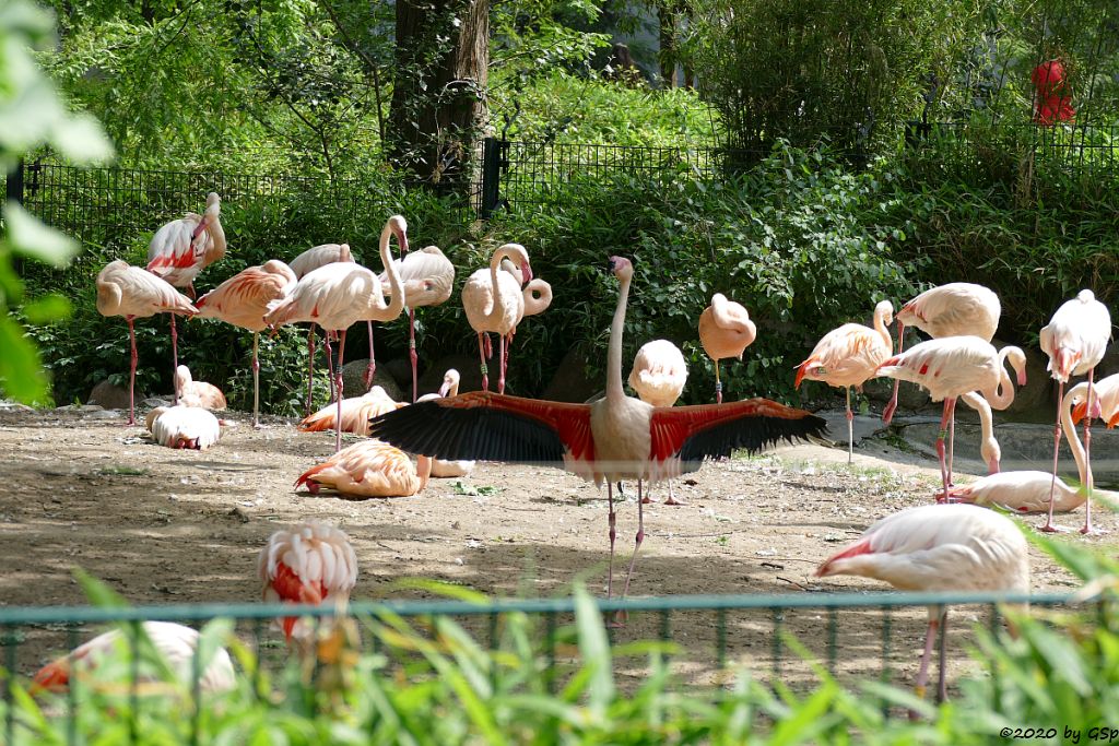 Rosaflamingo (Europ. Flamingo, Rosenroter Flamingo), Chileflamingo (Chilen. Flamingo)