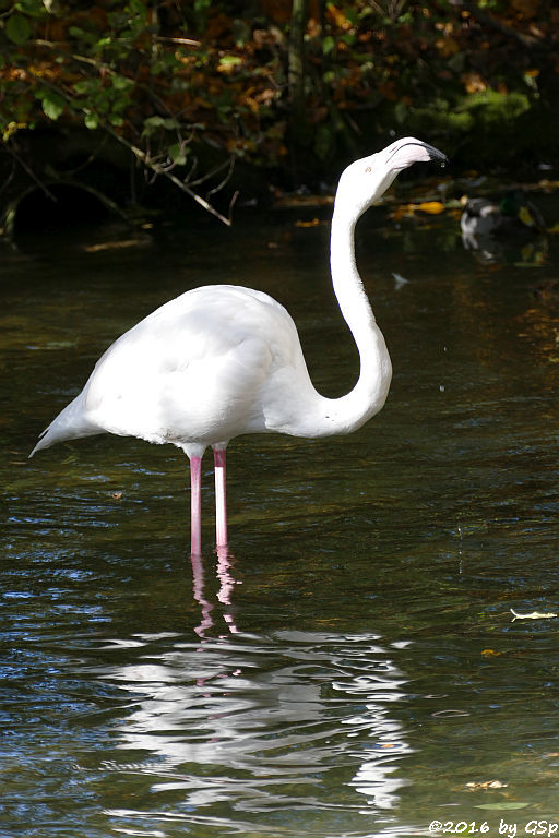 Rosaflamingo (Europäischer Flamingo)