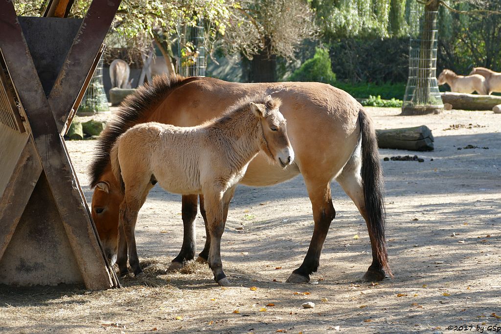 Przewalskipferd (Przewalski-Urwildpferd, Asiatisches Wildpferd)