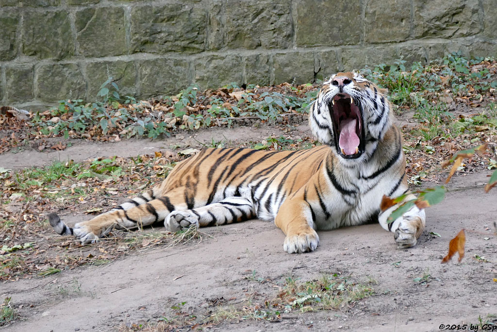 Sibirischer Tiger (Amurtiger)