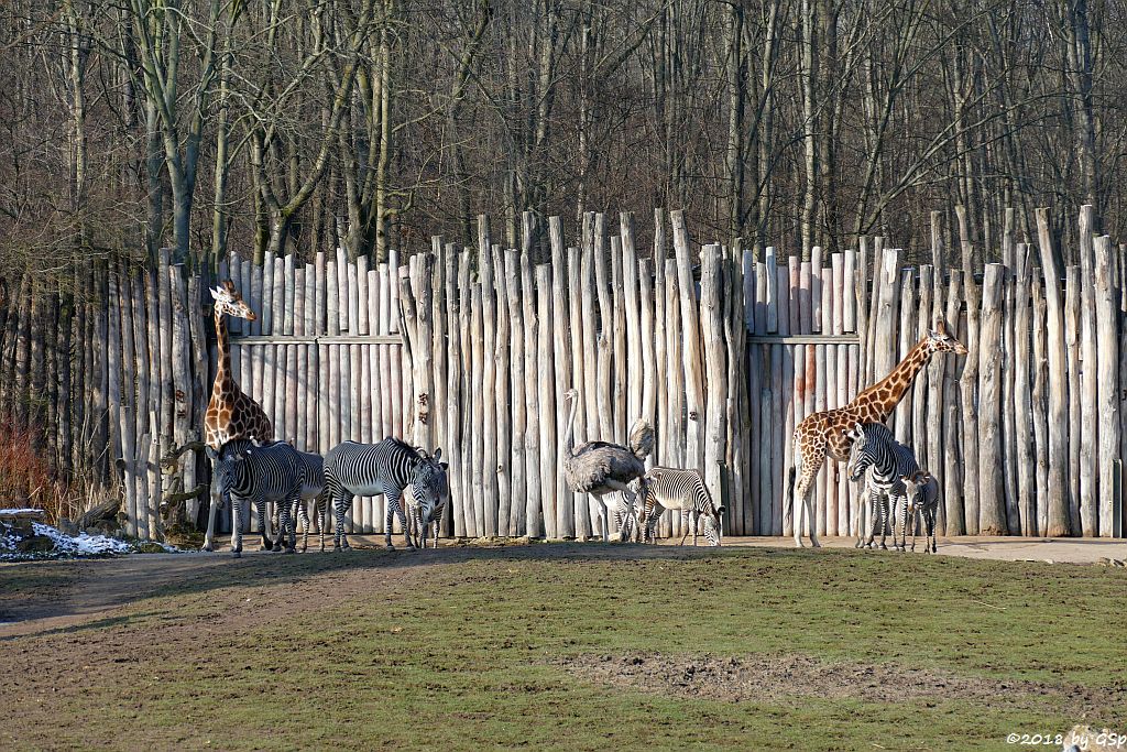 Grévy-Zebra, Rothschildgiraffe (Uganda-Giraffe, Baringo-Giraffe)