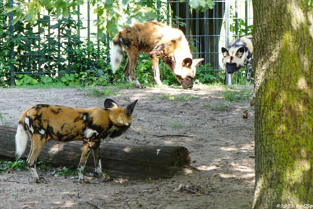 Afrikanischer Wildhund (Hyänenhund, Picassohund)