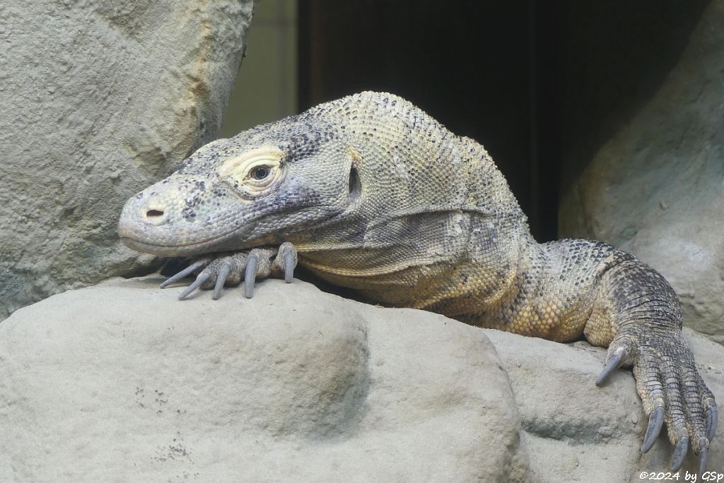 Komodowaran