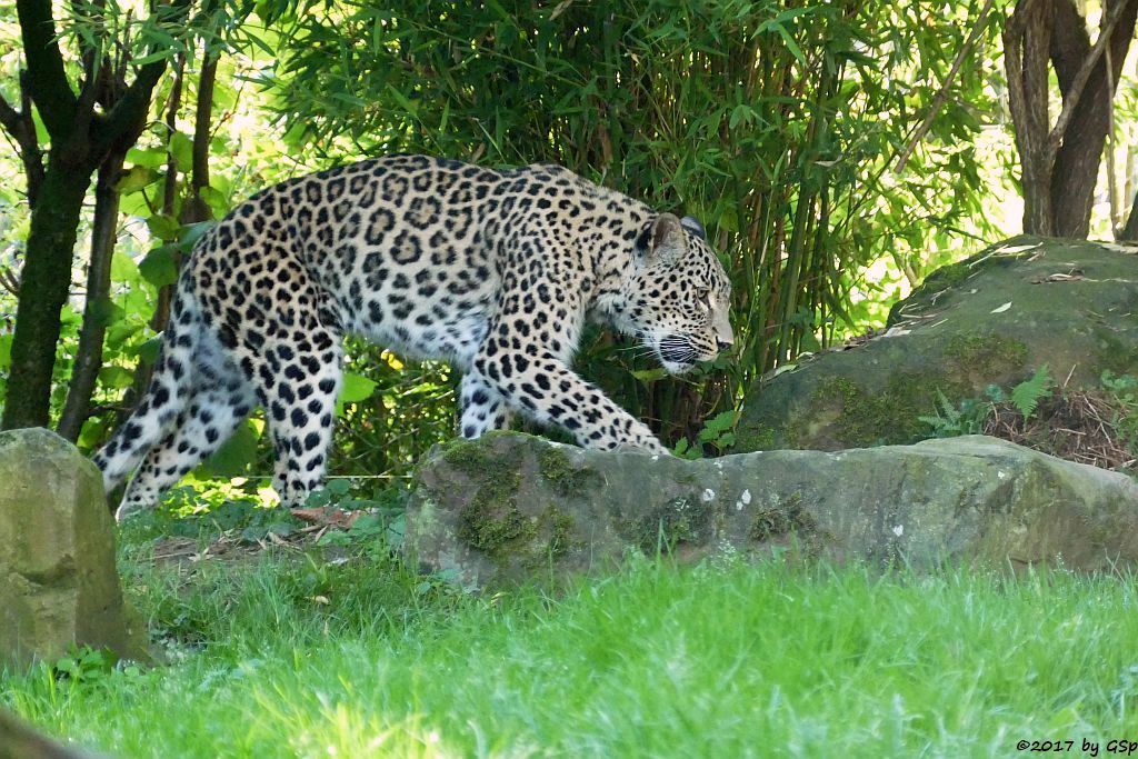 Nordpersischer Leopard (Afghanischer Leopard)