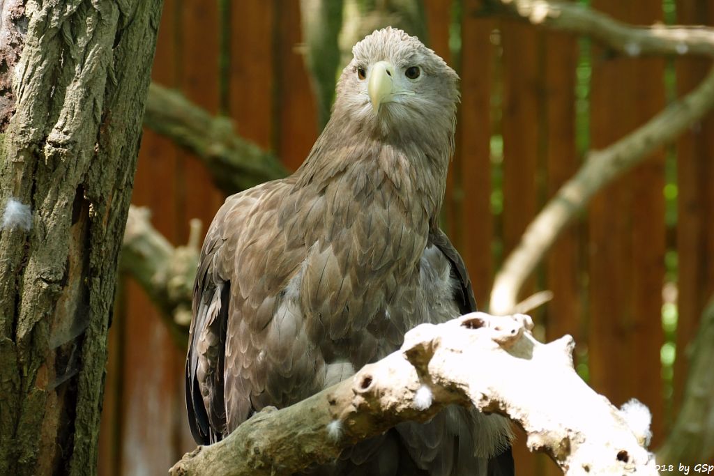 Seeadler (Europäischer Seeadler)