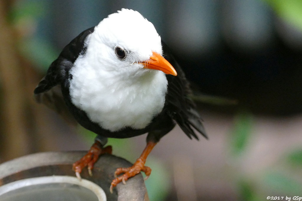 China-Rotschnabelbülbül (Weißkopf-Schwarzbülbül, Rotschnabel-Fluchtvogel)