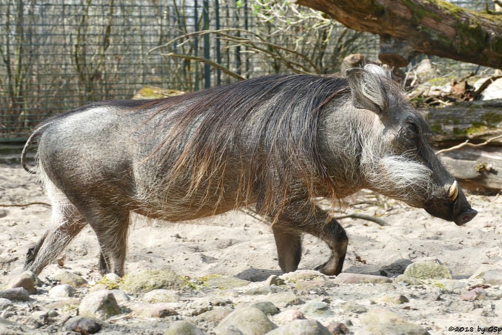 Westafrikanisches Warzenschwein
