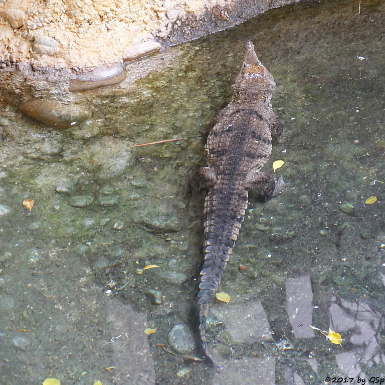 Australisches Süßwasserkrokodil (Johnstonkrokodil)