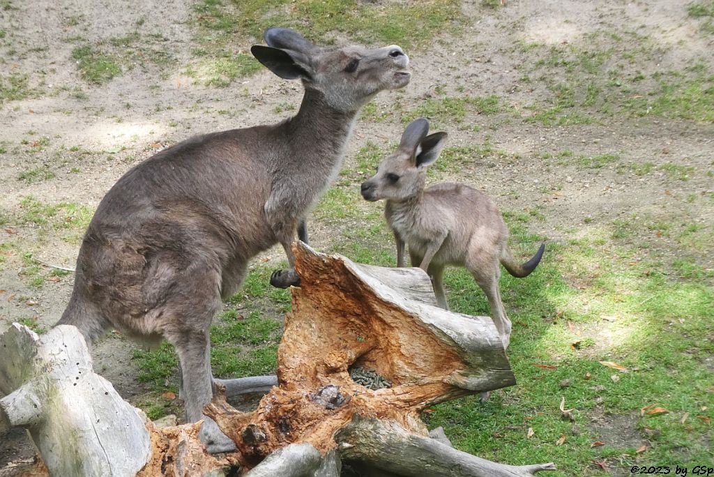 Östliches Graues Riesenkänguru
