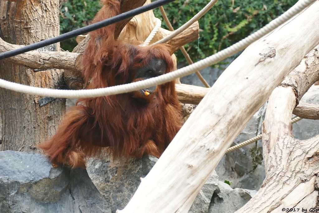 Sumatra-Orang-Utan