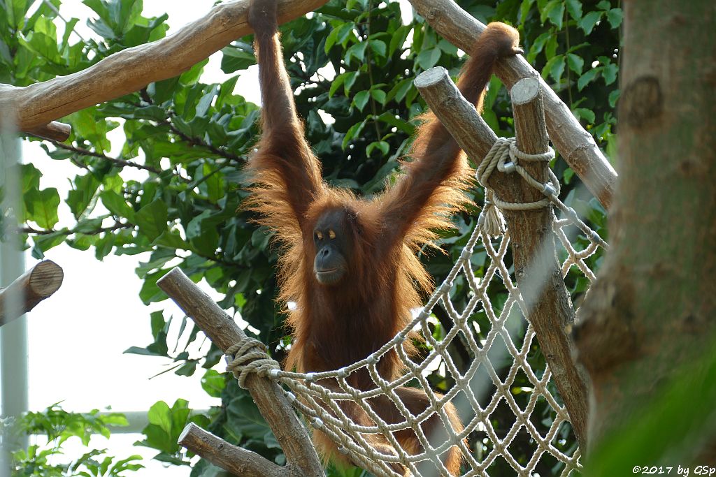 Sumatra-Orang-Utan