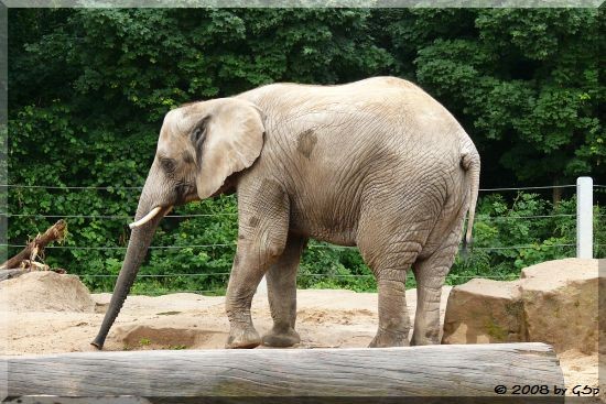 Afrikanischer Elefant SAWU