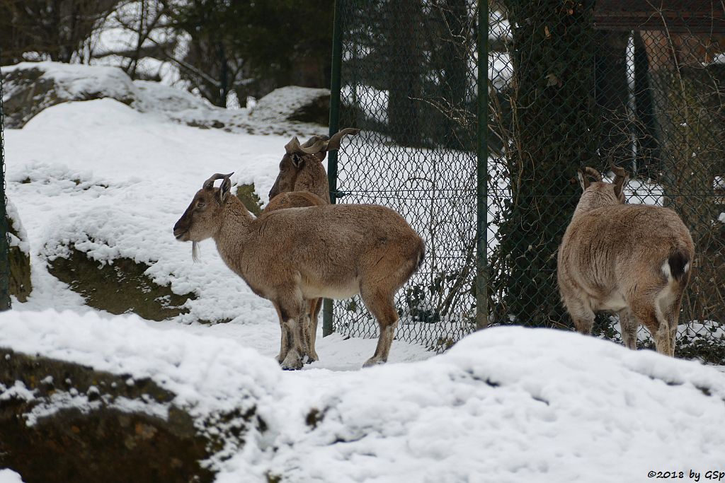 Bucharische Schraubenziege (Turkmenische Schraubenziege, Turkmenischer Markhor)