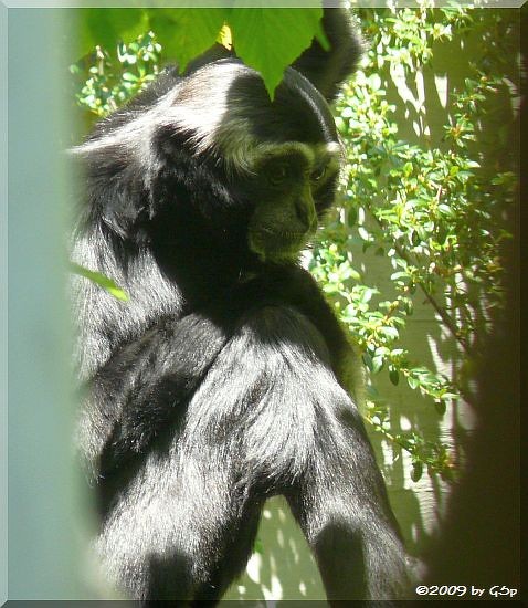 Kappengibbon