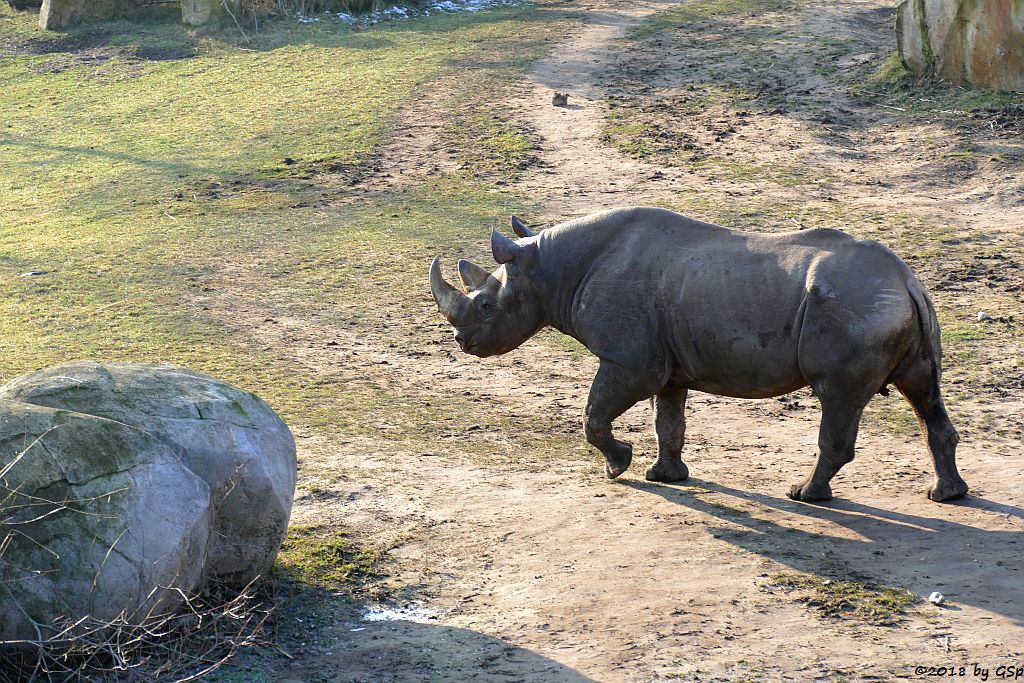 Spitzmaulnashorn (Spitzlippennashorn, Doppelnashorn)