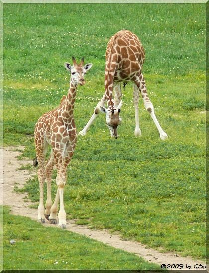 Rothschild-Giraffe