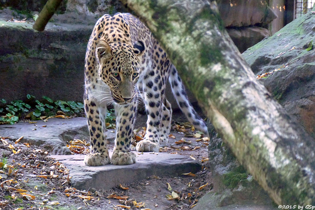 Nordpersischer Leopard (Afghanischer Leopard)