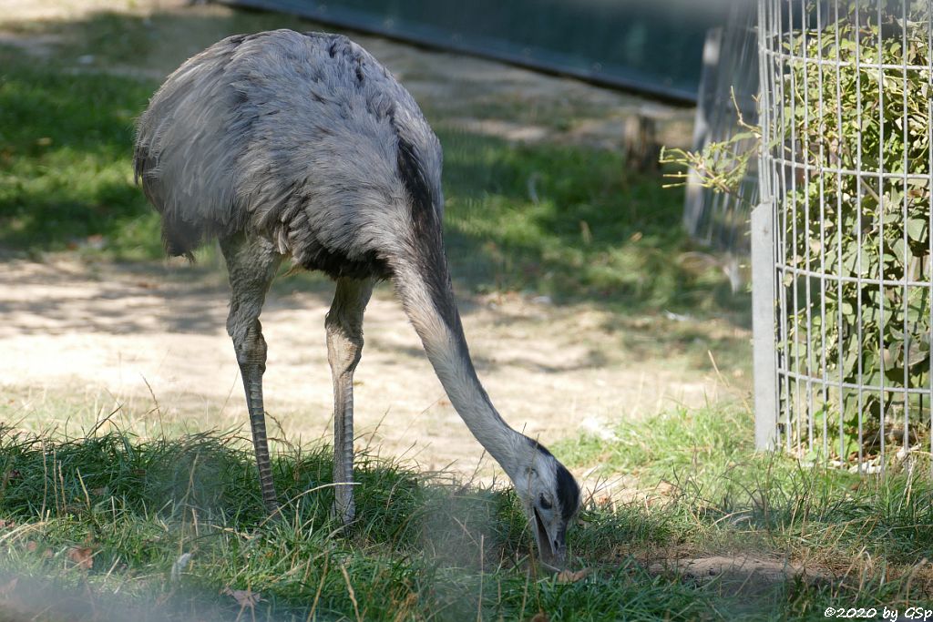 Nandu (Gewöhnlicher Nandu)